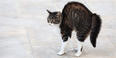 A tabby cat is fluffed and ready to defend themselves.